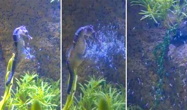 Nascimento Histórico: Parto de Cavalos-Marinhos é Registrado em Vídeo em Balneário Camboriú